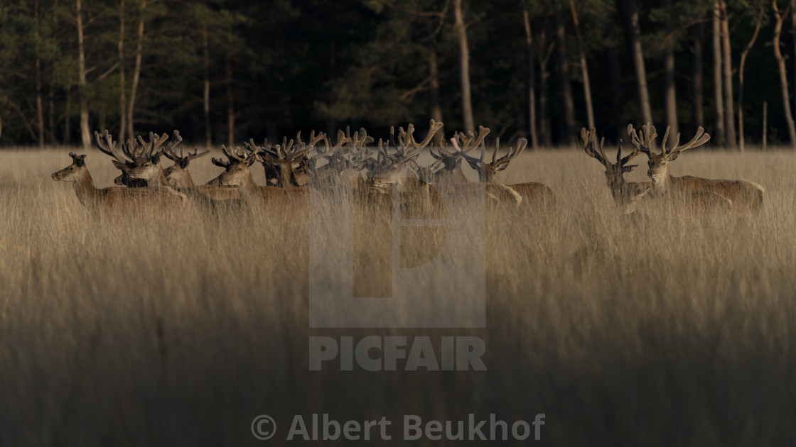 "A large group of Red deer (Cervus elaphus) with antlers growing in velvet." stock image