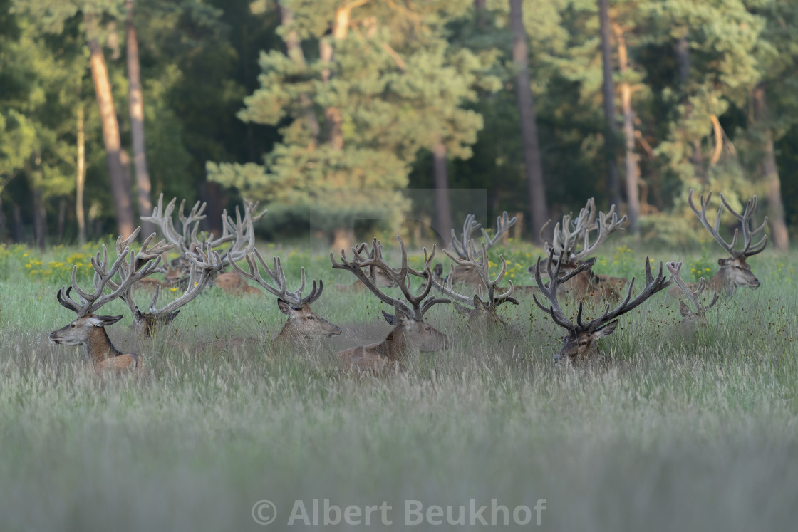 "A large group of Red deer (Cervus elaphus) with antlers growing in velvet." stock image