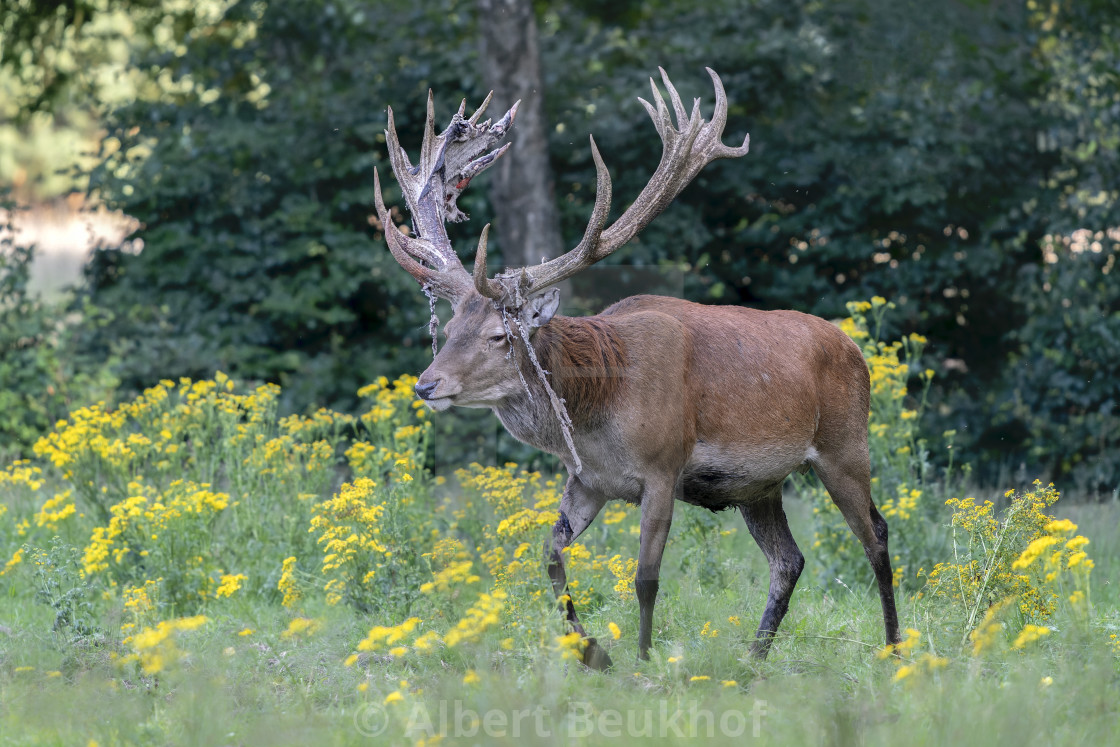 "Red deer (Cervus elaphus) after rubbing the antlers on branches, velvet is falling off." stock image