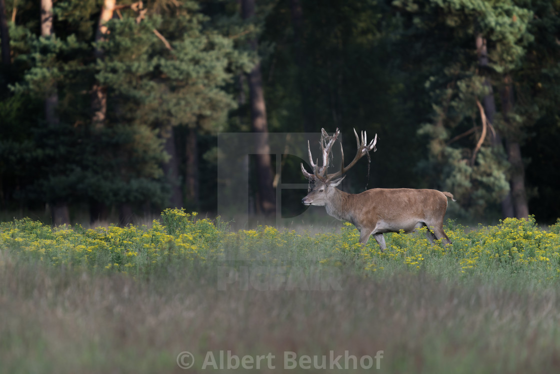 "Red deer (Cervus elaphus) after rubbing the antlers on branches, velvet is falling off." stock image