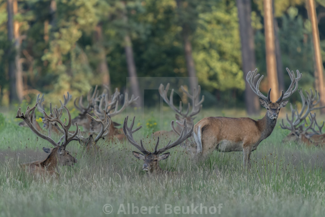 "A large group of Red deer (Cervus elaphus) with antlers growing in velvet." stock image