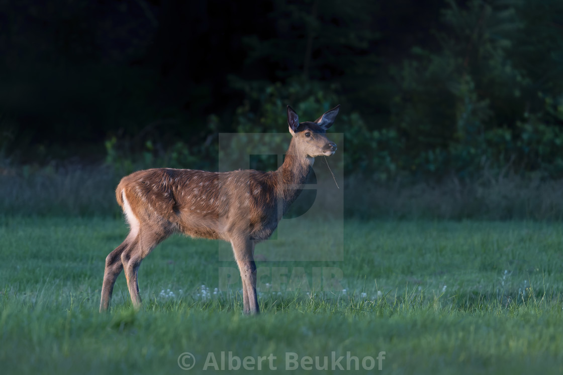 "Young Red deer (Cervus elaphus) on the field" stock image