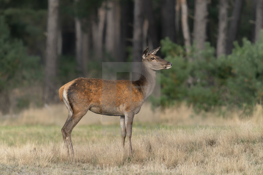 "Female Red deer (Cervus elaphus) in rutting season" stock image