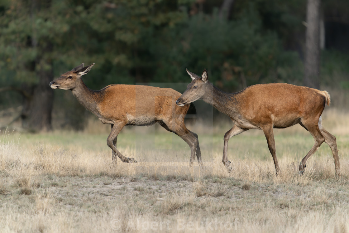 "Two female Red deer (Cervus elaphus) in rutting season" stock image