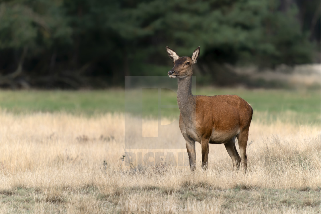 "Female Red deer (Cervus elaphus) in rutting season" stock image