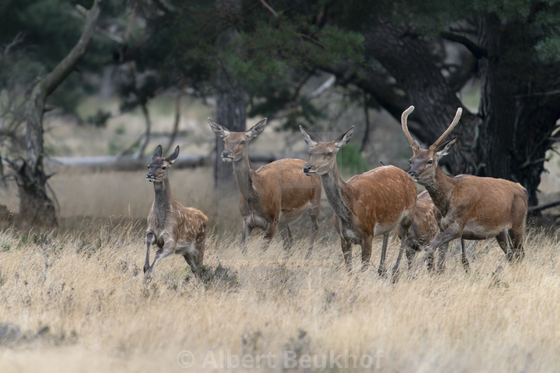 "A group of Red deer (Cervus elaphus) in rutting season" stock image