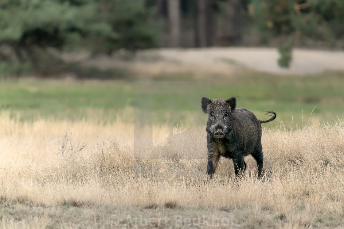 "wild boar (Sus scrofa), also known as the wild swine or Eurasian wild pig, in the forest" stock image