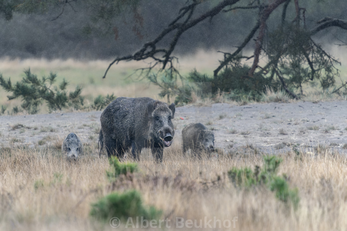 "wild boar (Sus scrofa), also known as the wild swine or Eurasian wild pig, in the forest" stock image