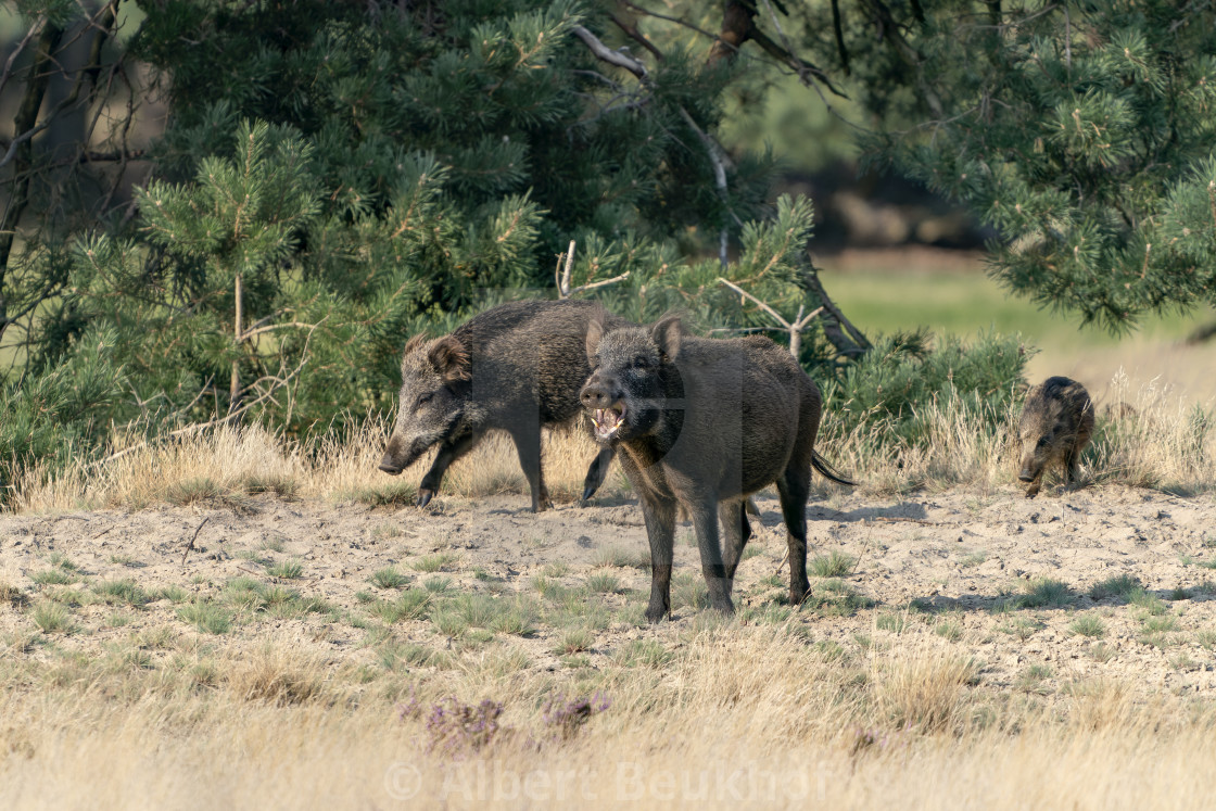 "wild boar (Sus scrofa), also known as the wild swine or Eurasian wild pig, in the forest" stock image