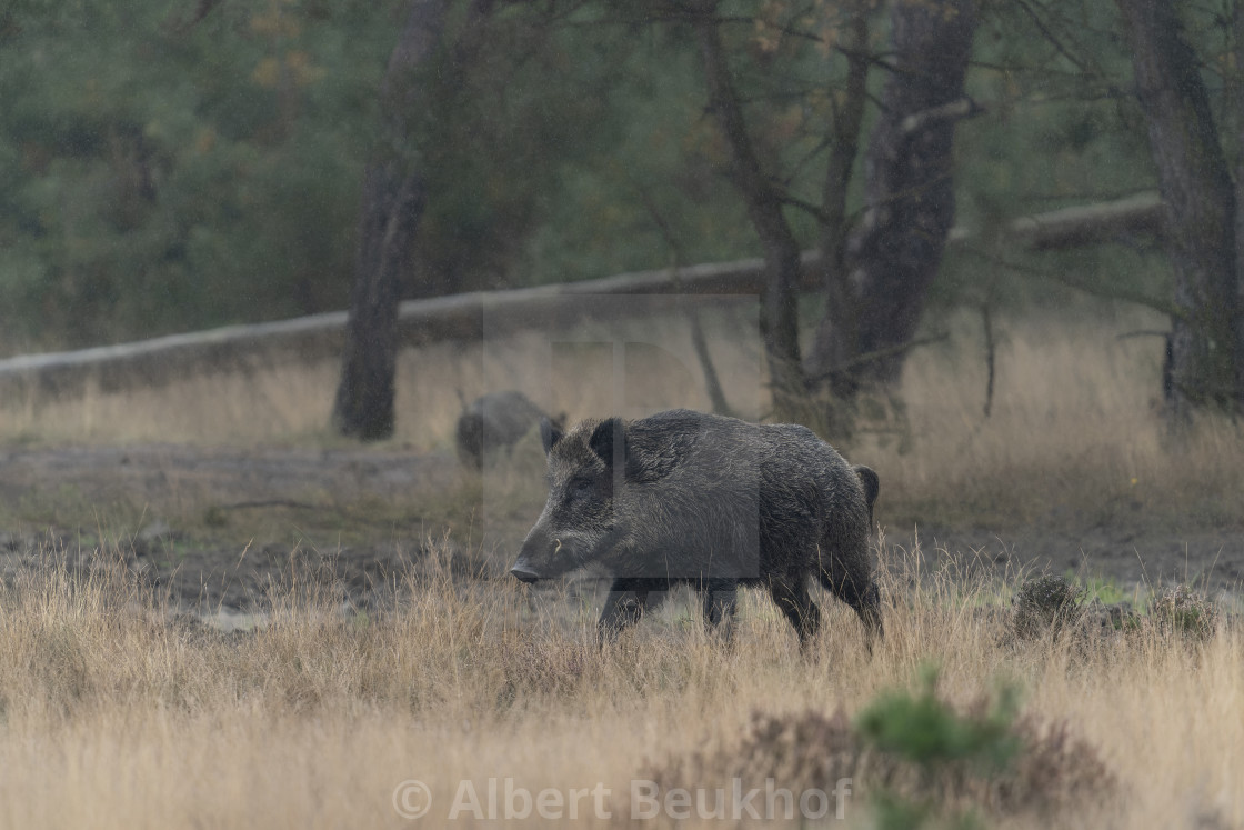 "wild boar (Sus scrofa), also known as the wild swine or Eurasian wild pig, in the forest" stock image