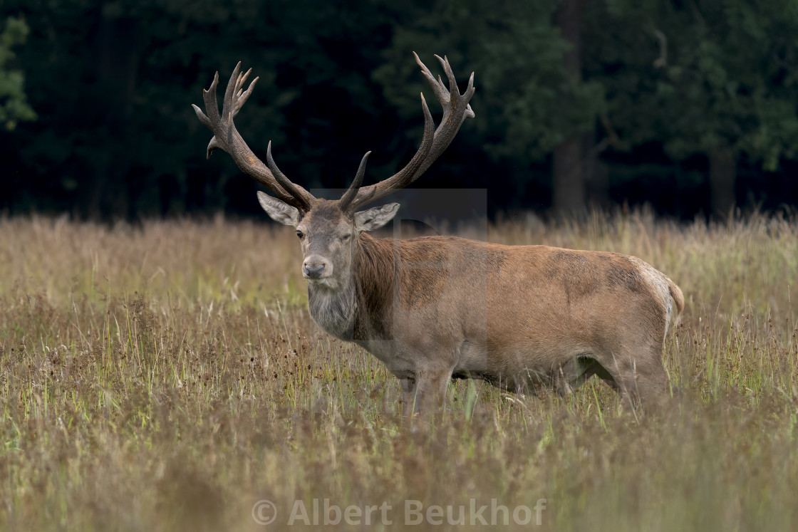 "Red deer (Cervus elaphus) on the field" stock image