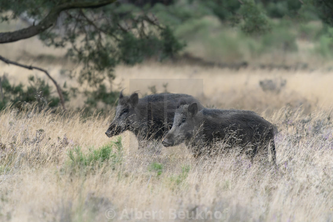 "Two wild boar (Sus scrofa), also known as the wild swine or Eurasian wild pig, in the forest" stock image