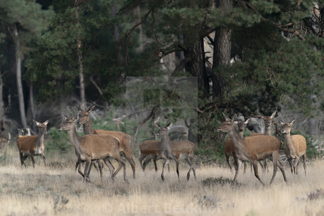 "Red deer stag (Cervus elaphus) male and a group female deer in rutting season" stock image