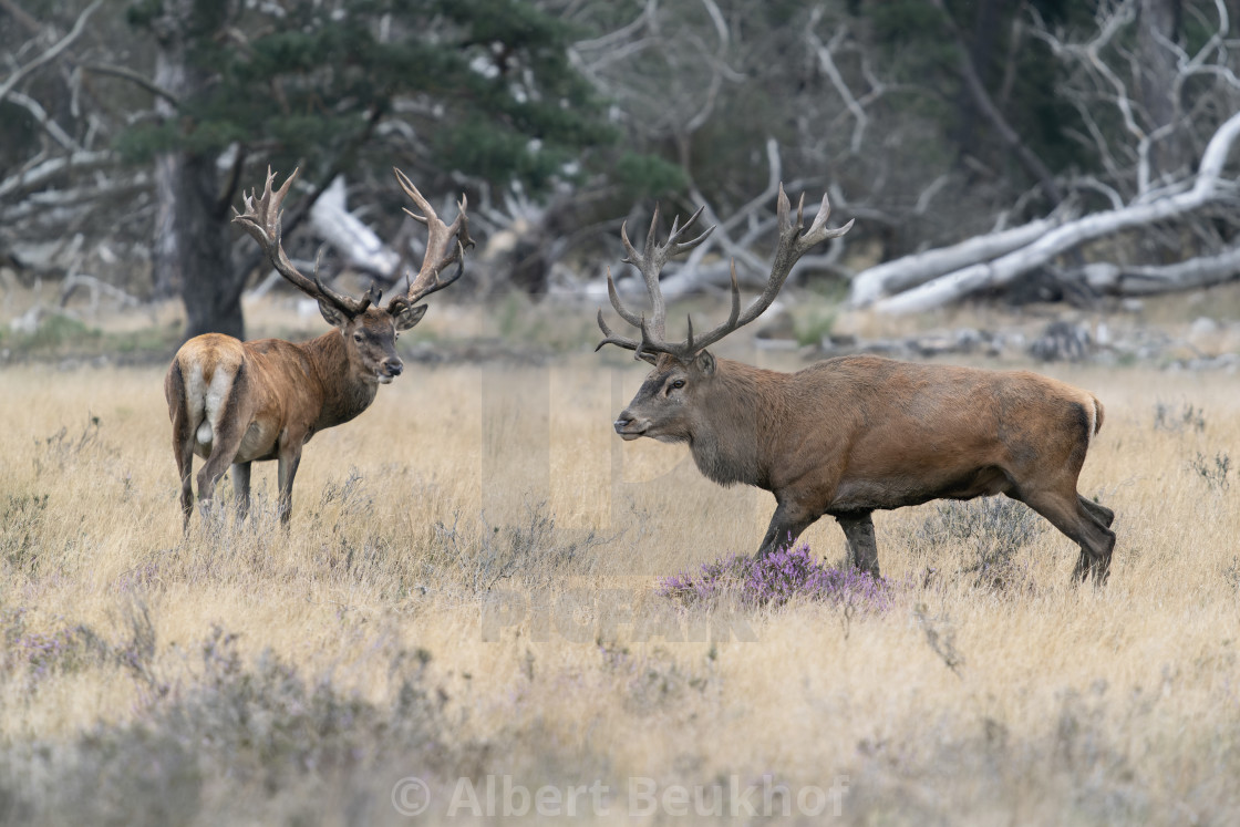 "Male Red deer (Cervus elaphus) stag in rutting season" stock image