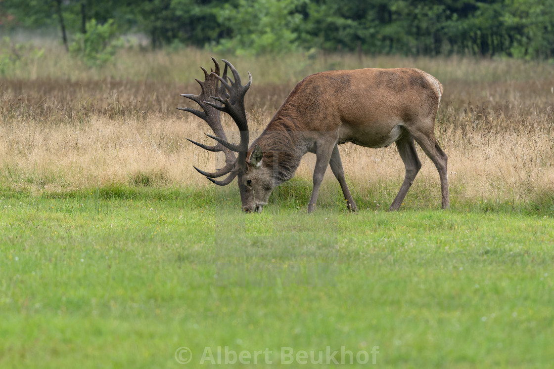 "Beautiful Red deer (Cervus elaphus) grazing in a meadow ." stock image