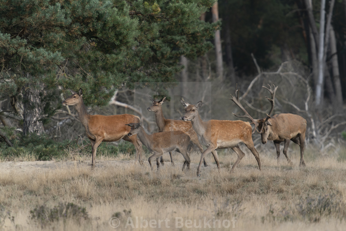 "Red deer stag (Cervus elaphus) male and a group female deer in rutting season" stock image