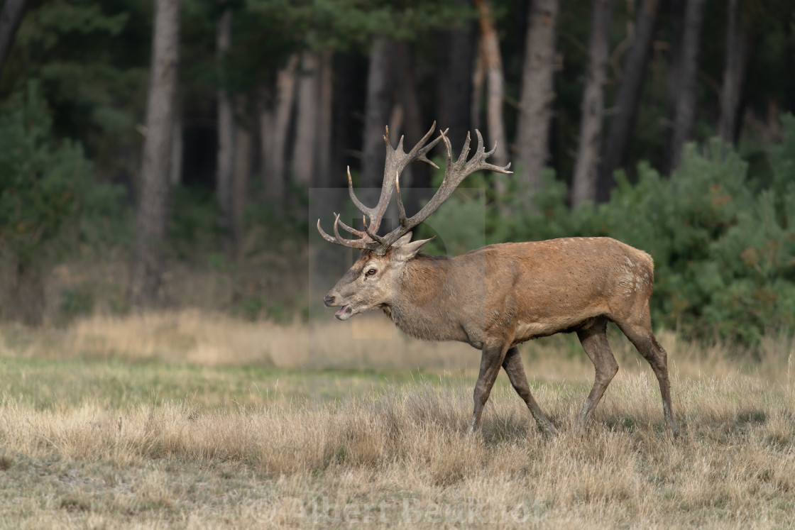 "Male Red deer (Cervus elaphus) stag in rutting season" stock image