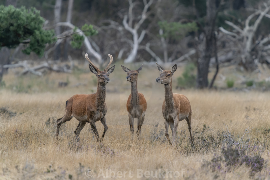 "Young male and two female Red deer (Cervus elaphus) in rutting season" stock image