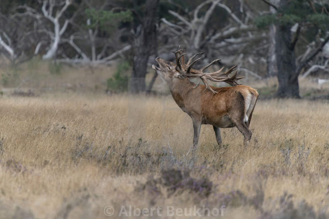 "Male Red deer (Cervus elaphus) stag in rutting season" stock image