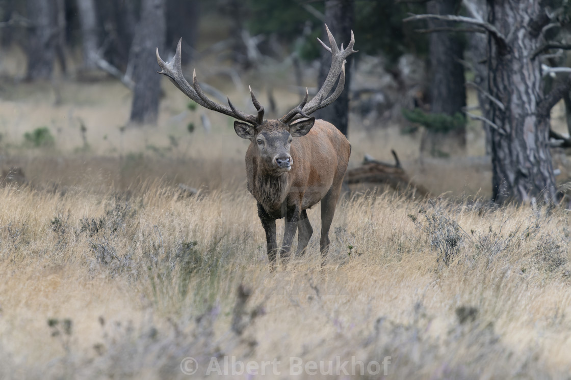 "Male Red deer (Cervus elaphus) stag in rutting season" stock image