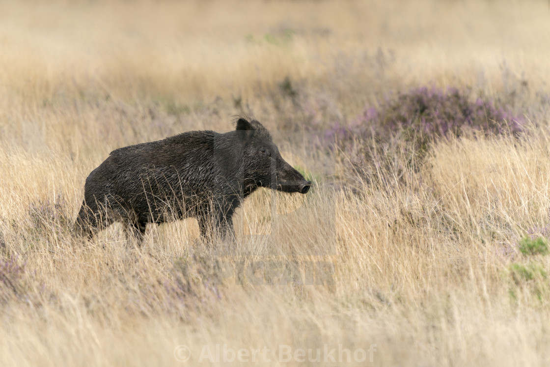 "wild boar (Sus scrofa), also known as the wild swine or Eurasian wild pig, in the forest" stock image