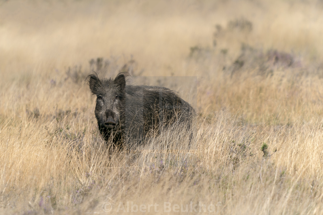 "wild boar (Sus scrofa), also known as the wild swine or Eurasian wild pig, in the forest" stock image