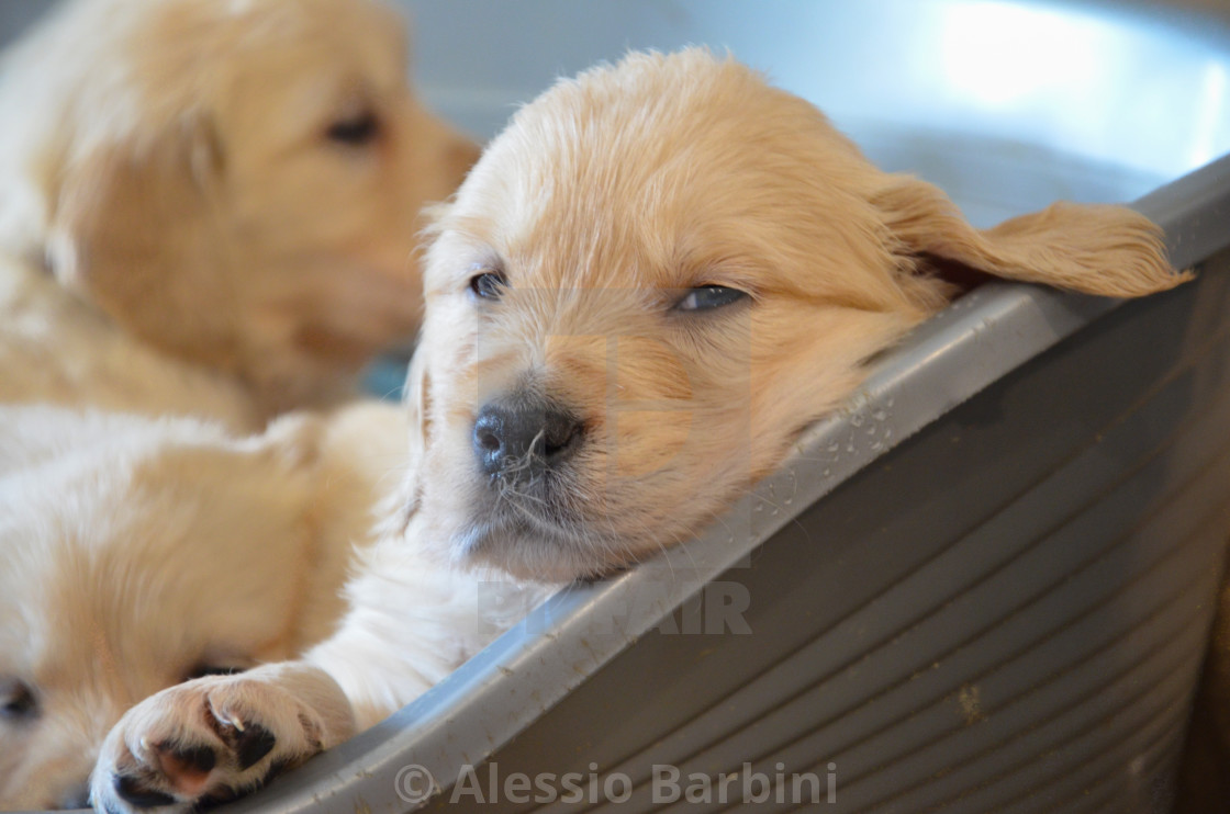 Sleepy Golden Retriever Puppy License Download Or Print For 6 20 Photos Picfair