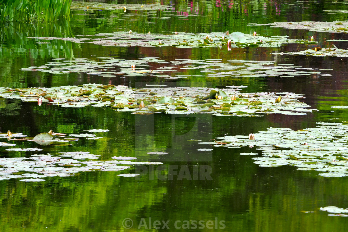 "Water Garden at Giverny" stock image