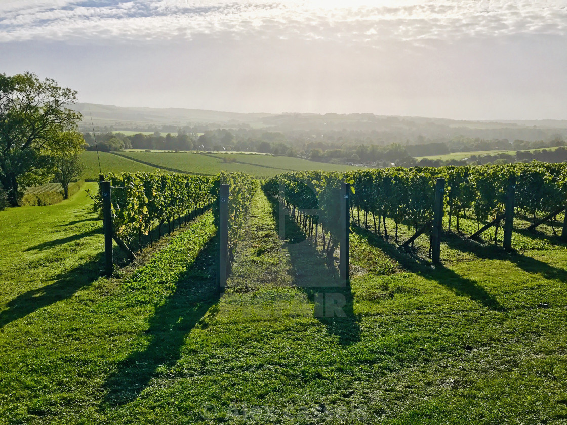 "Exton Park Vineyard" stock image