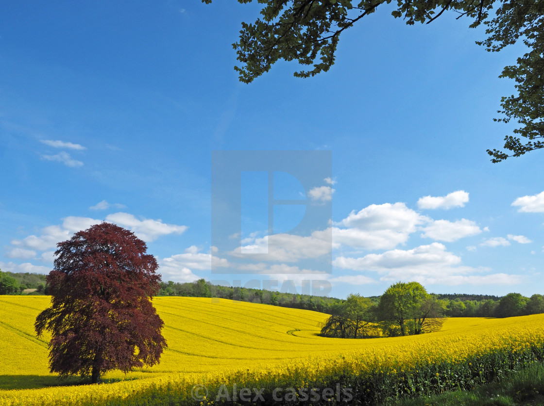 "Springtime in Hampshire" stock image