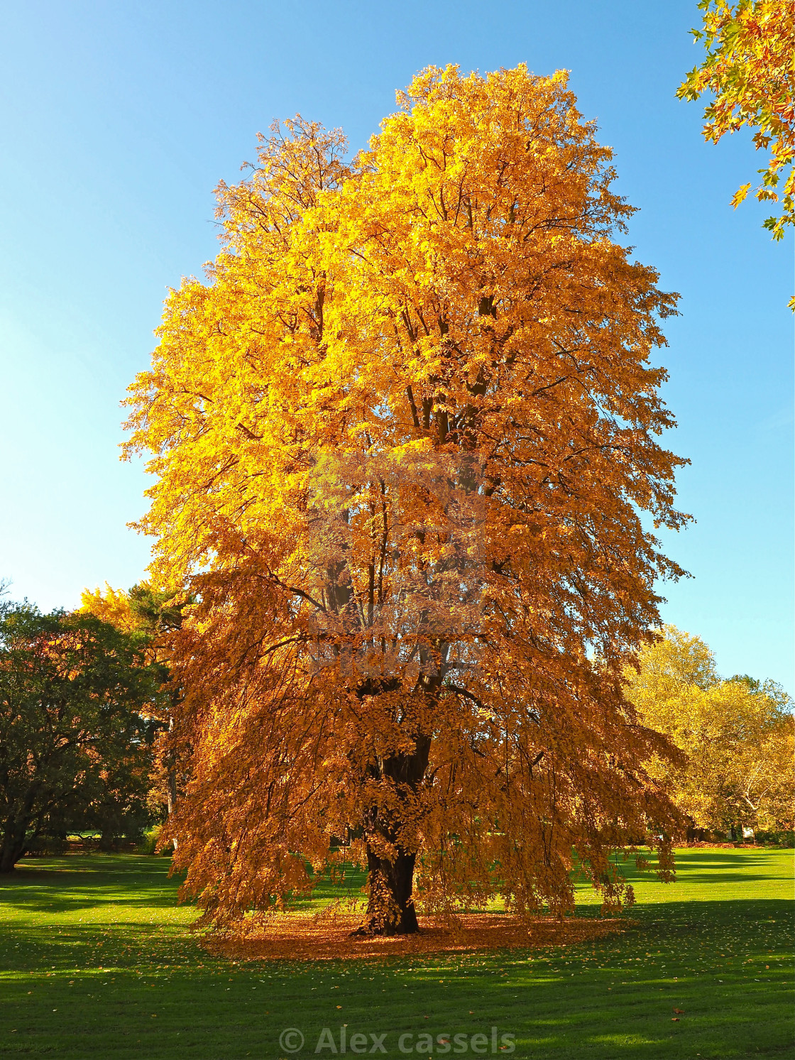 "Autumn Tulip Tree" stock image