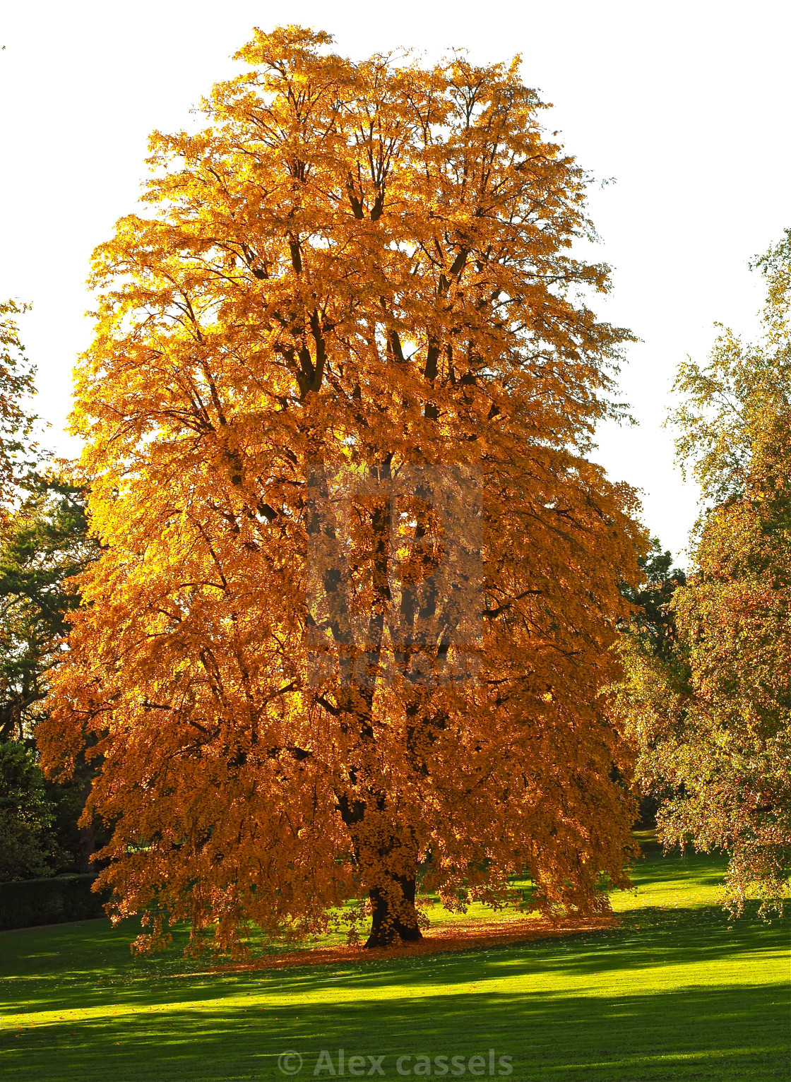 "Autumn Tulip Tree" by Alex cassels - $31.72 "Autumn Tulip Tree" stock image