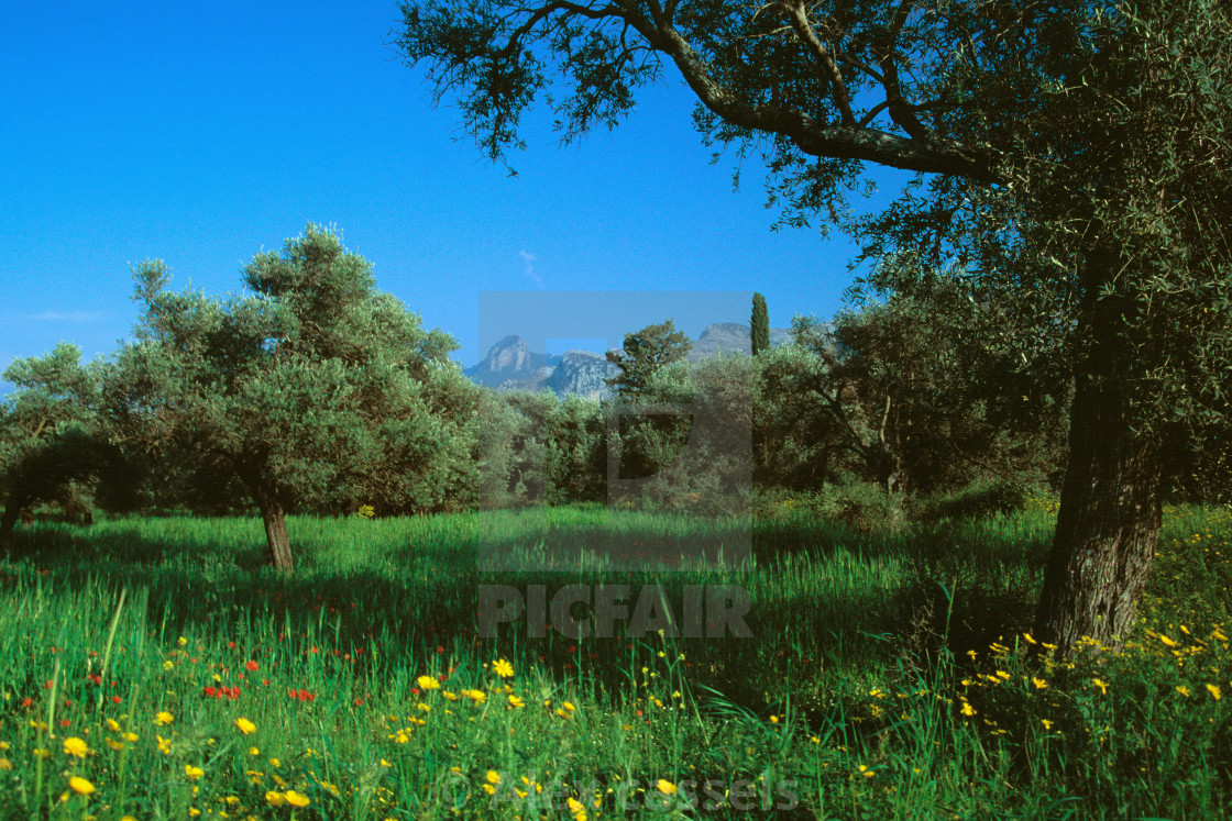 "Springtime in Cyprus" by Alex cassels - $31.72 "Springtime in Cyprus" stock image