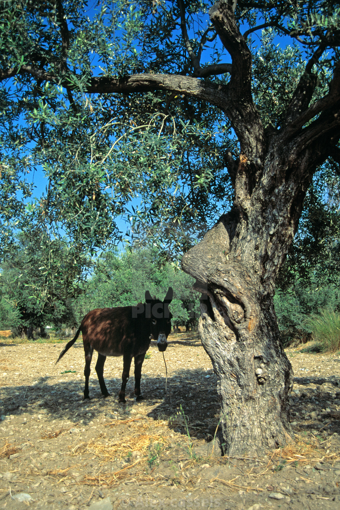 "Afternoon Shade" stock image