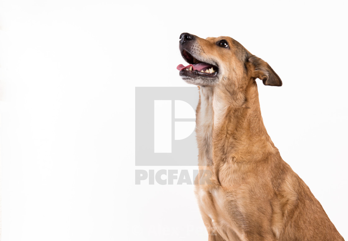 dog sitting camera