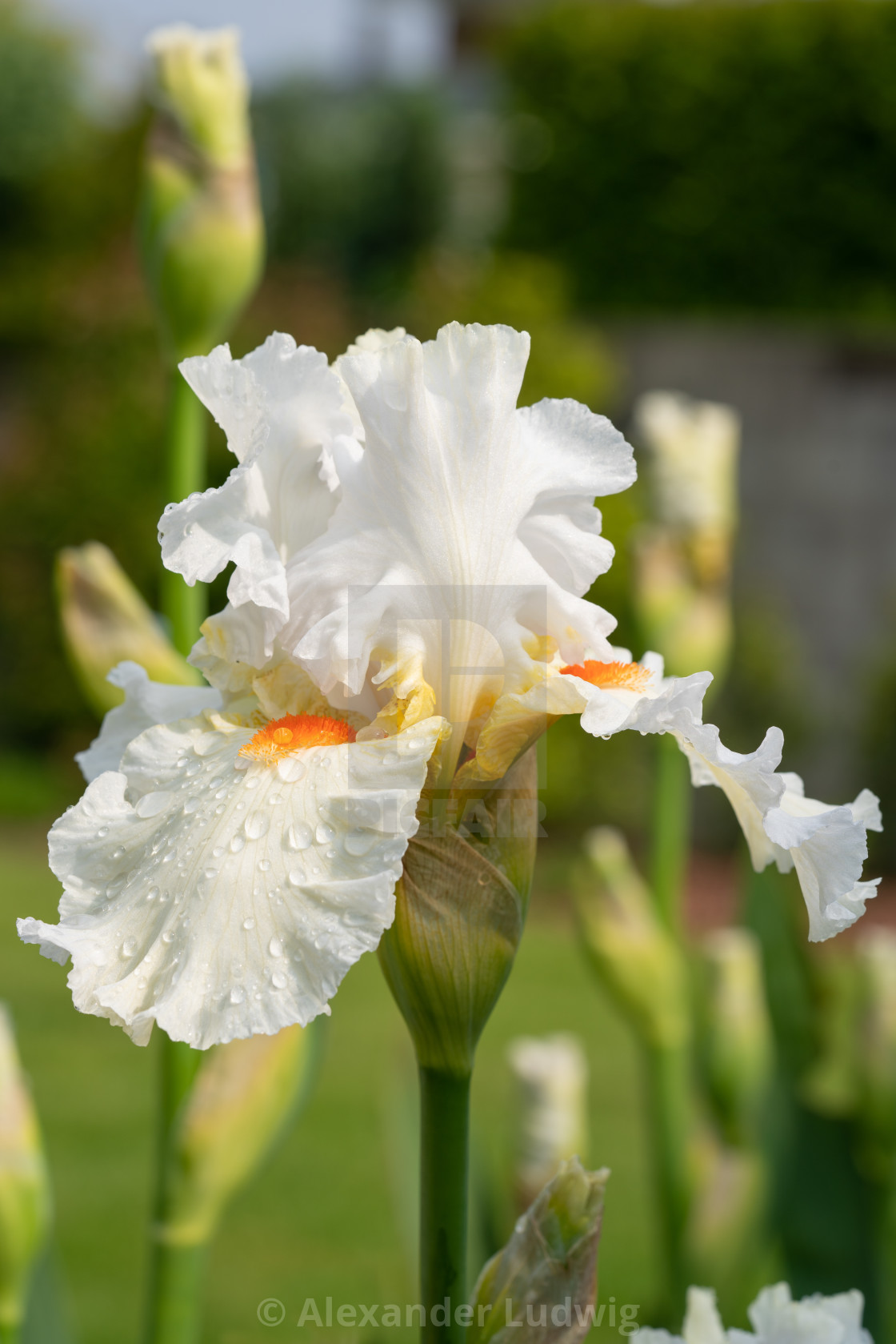 "German iris, Iris barbata" stock image