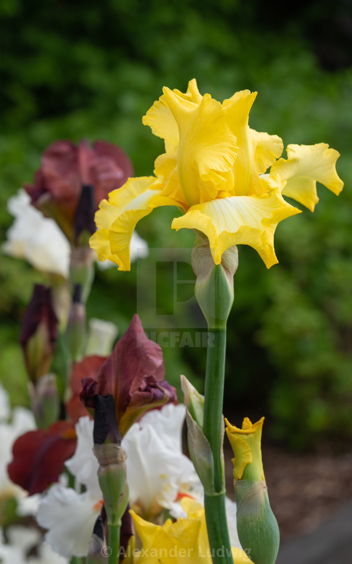 "German iris, Iris barbata" stock image
