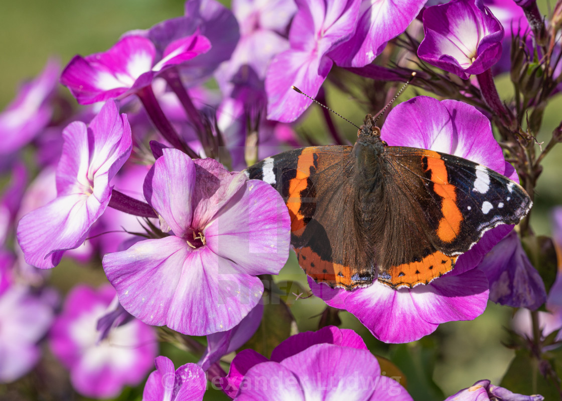 "Red Admiral, Vanessa atalanta" stock image