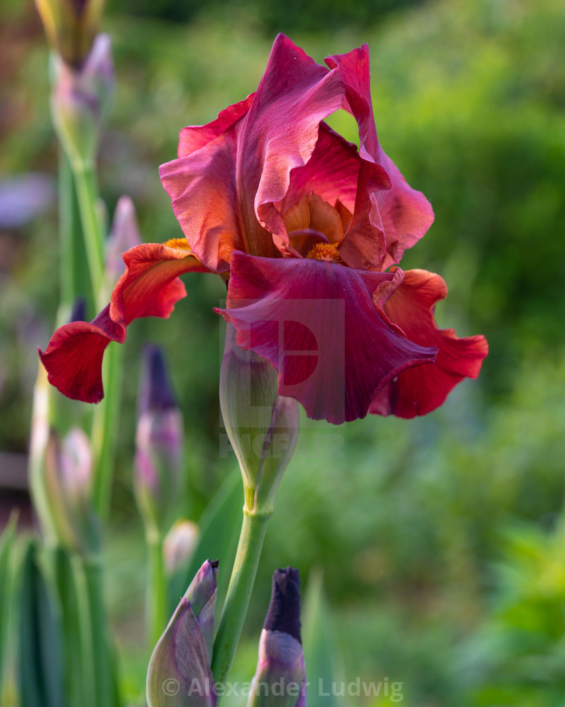 "German iris, Iris barbata" stock image