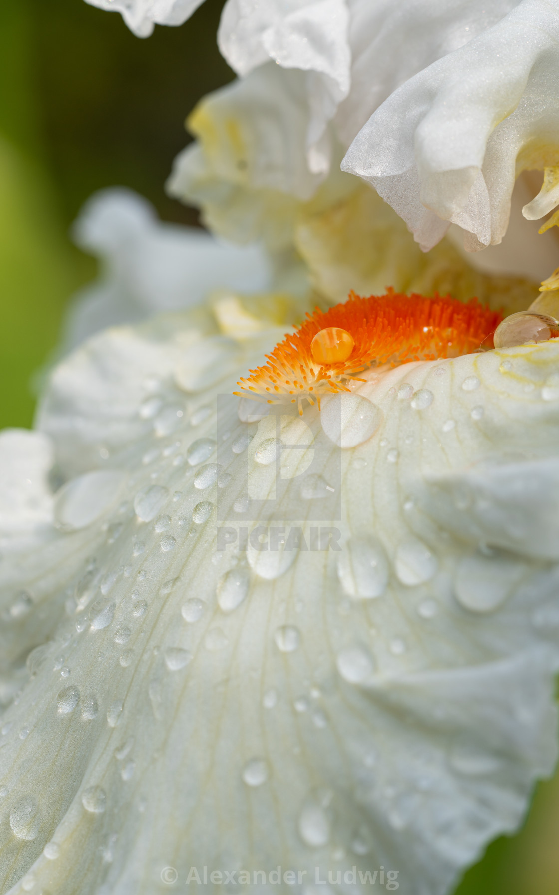 "German iris, Iris barbata" stock image