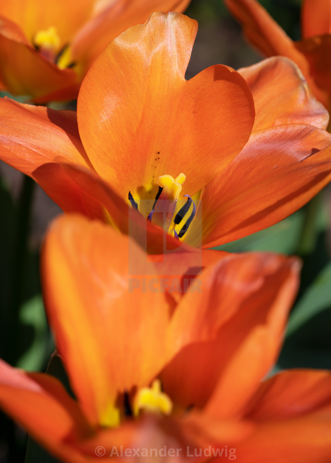 "Tulip, Tulipa" stock image