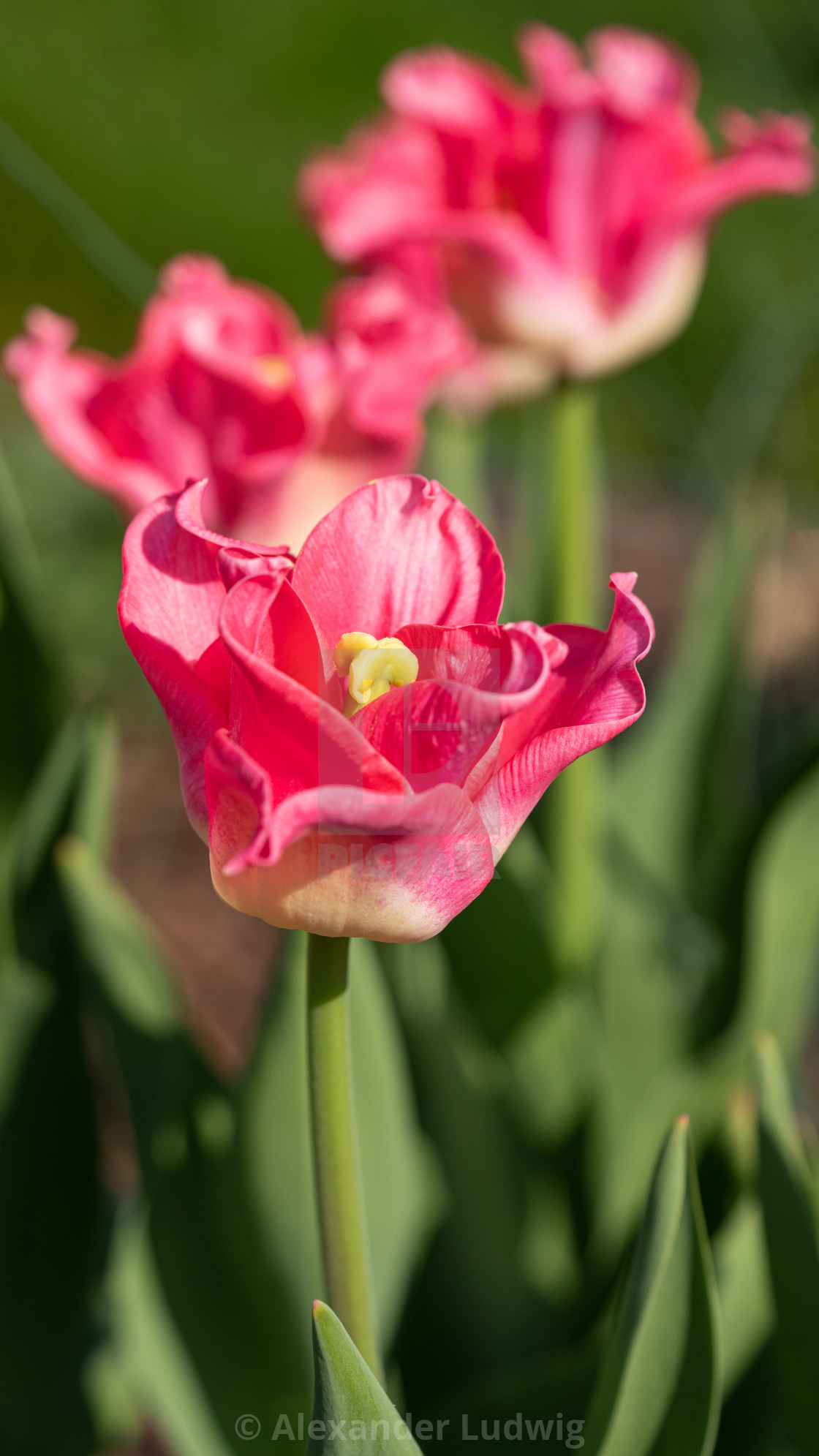 "Tulip, Tulipa" stock image