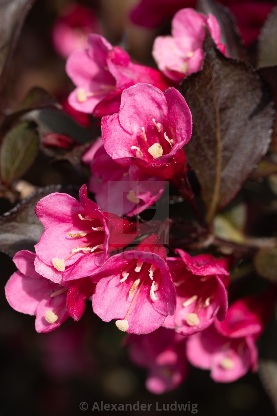 "Weigela, Weigela florida" stock image