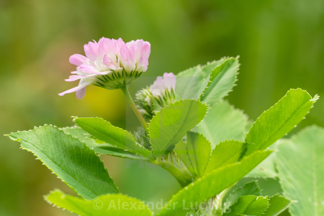 "Persian clover, Trifolium resupinatum" stock image