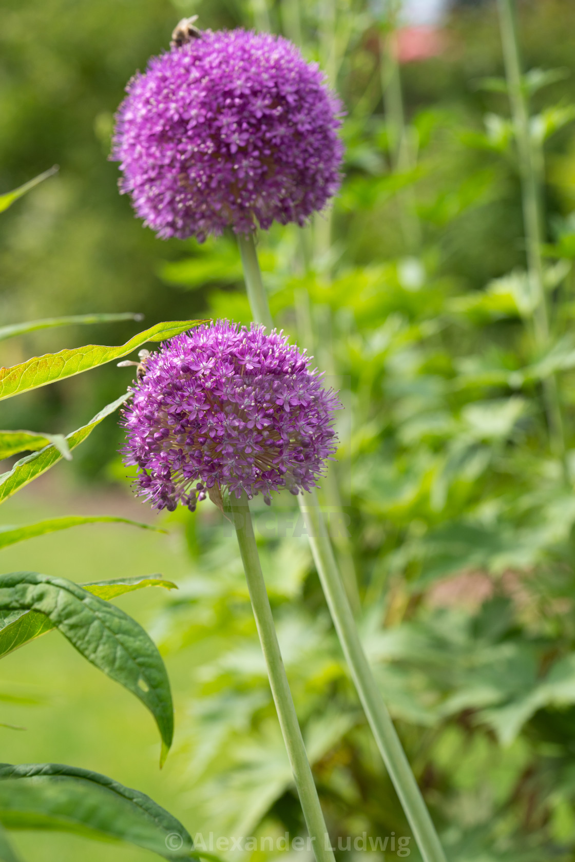 "Giant onion, Allium giganteum" stock image