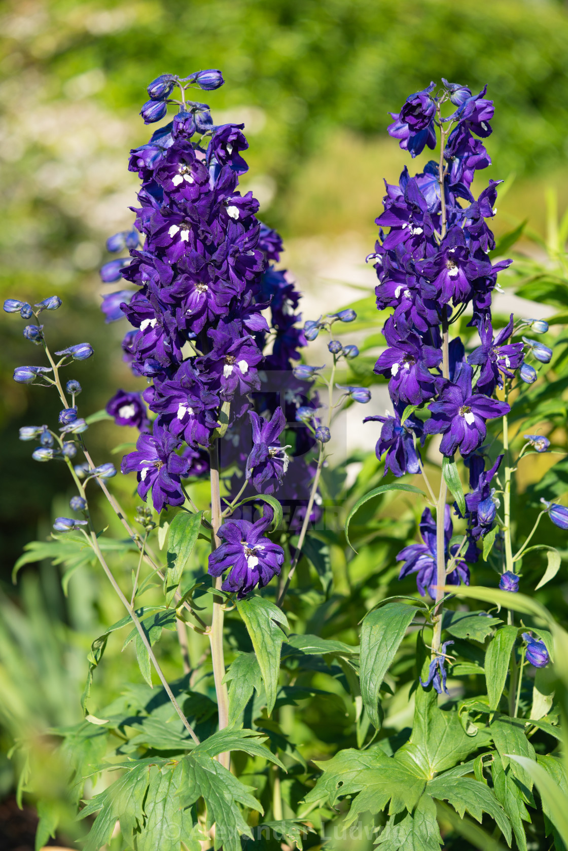 "Candle larkspur, Delphinium elatum" stock image