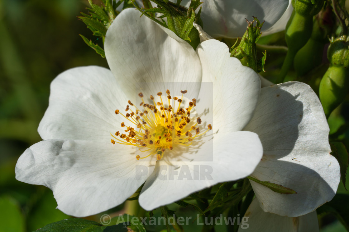 "Dwarf rose, Rosa patio" stock image