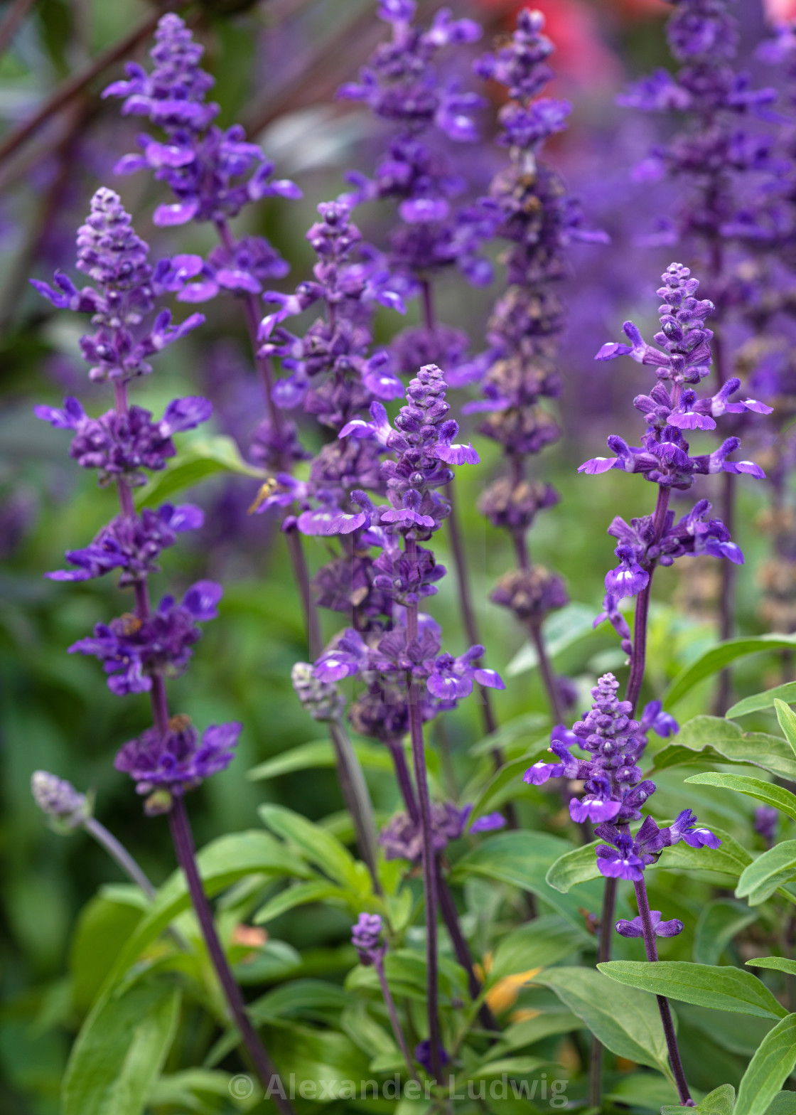 "Blue Sage, Salvia farinacea" stock image