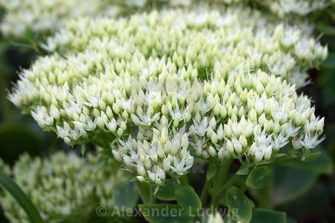 "Sedum flower" stock image