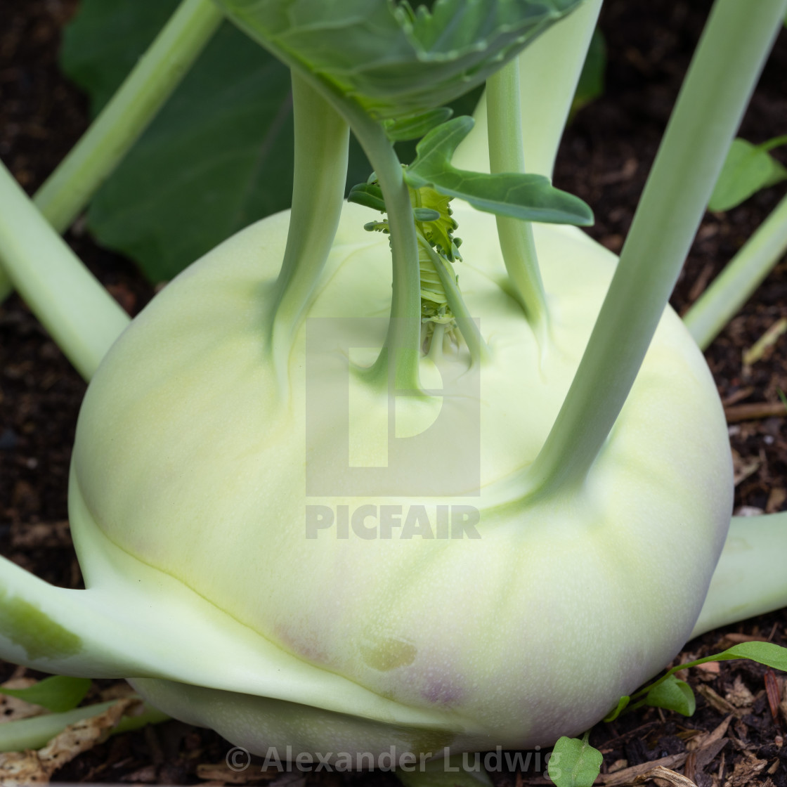 "Harvest season, Turnip cabbage" stock image